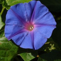 Ipomoea indica (Burm.) Merr.